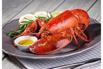 2 and 1/2 lb Maine Lobster