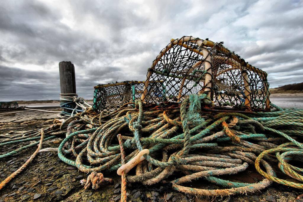 Maine vs Canadian Lobsters: Is There a Difference? - Seafood University