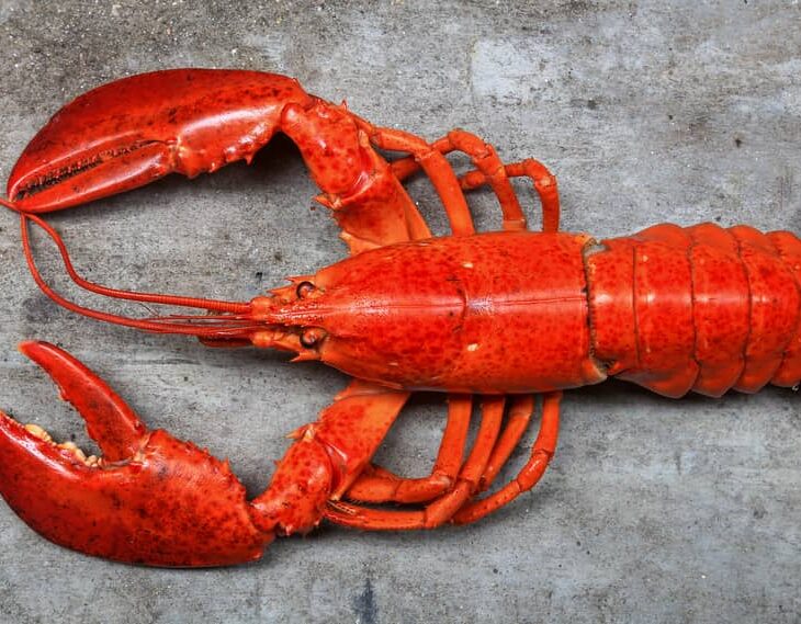 cooked lobster