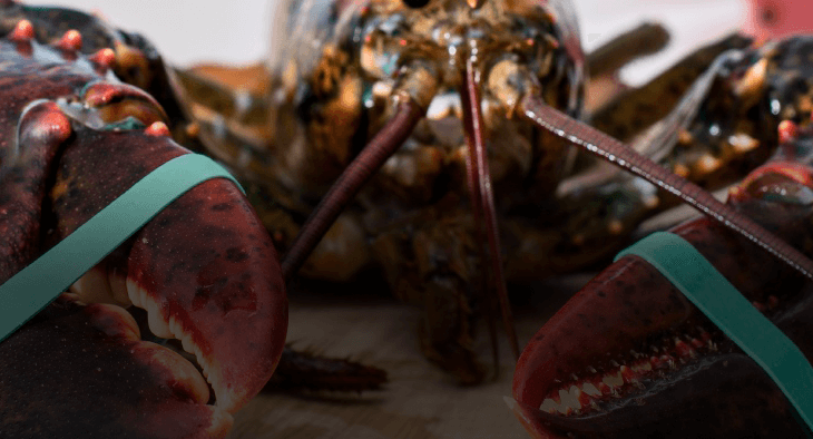 Cooking live lobster
