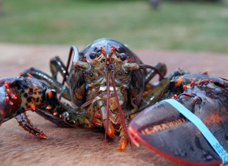 lobster