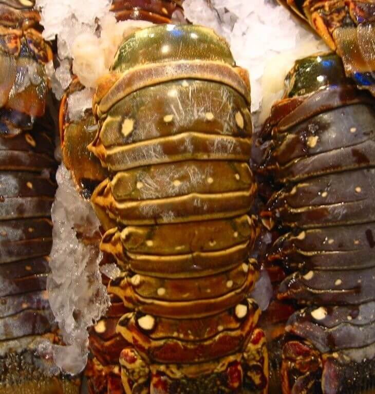 frozen lobster tails