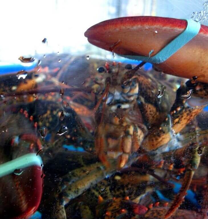 quality lobsters