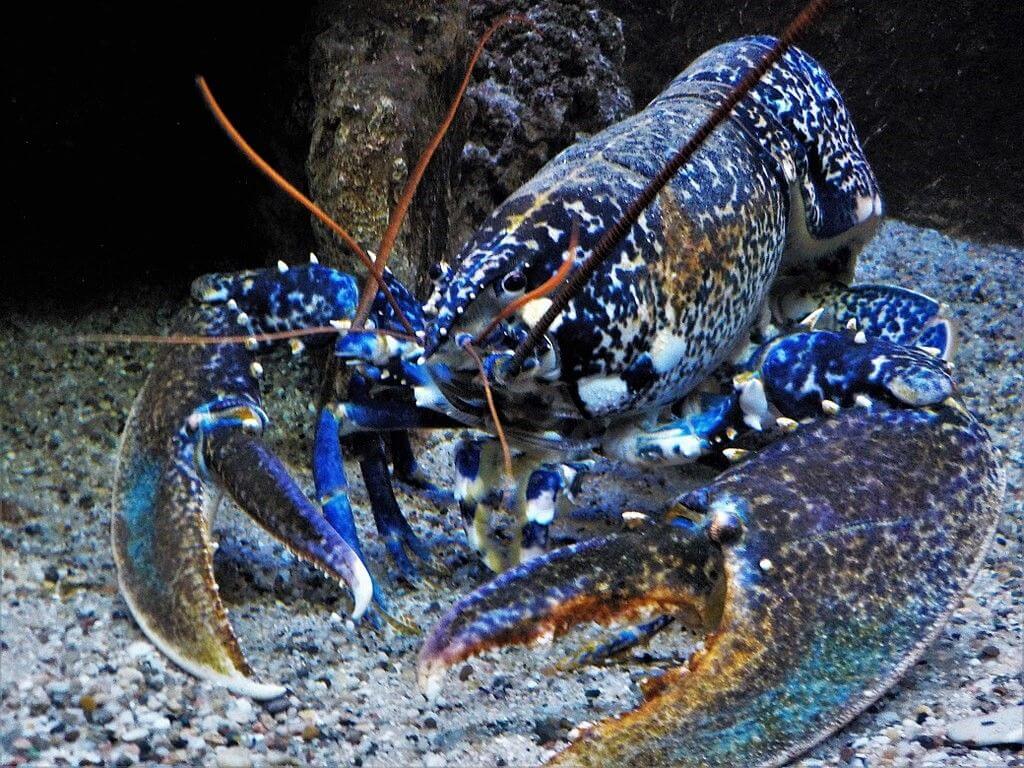 blue colored lobster