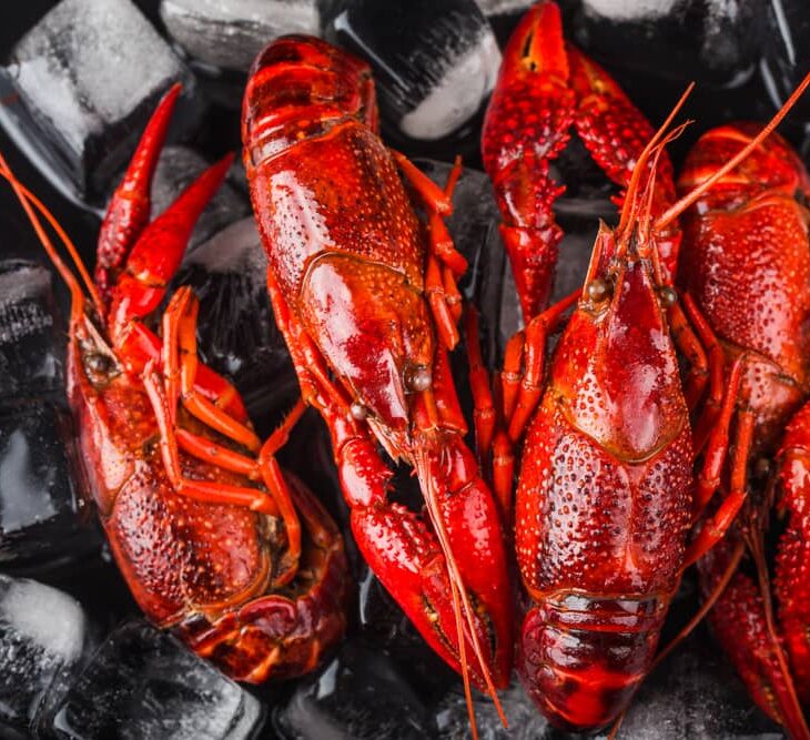 lobster on ice