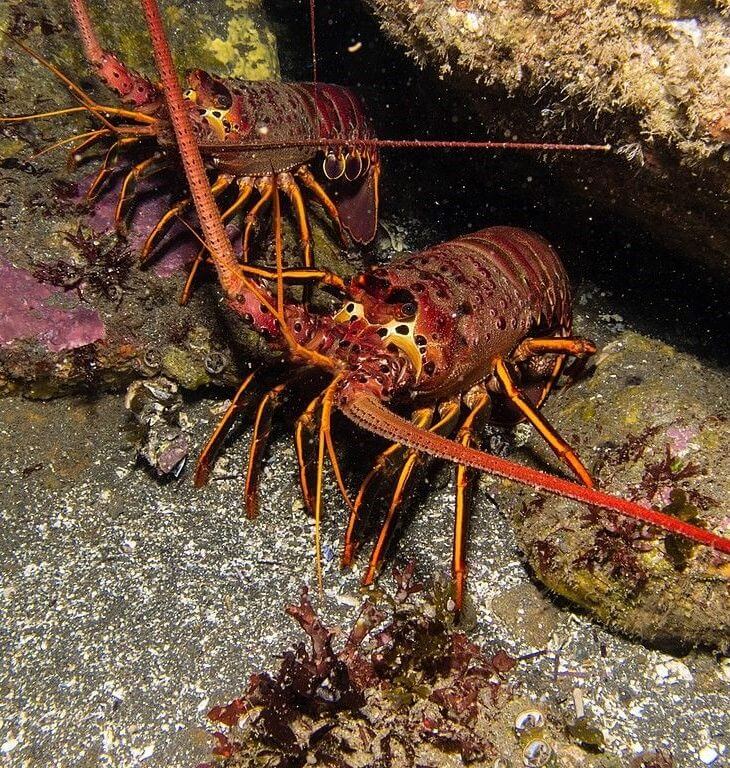 warm vs cold lobster tails