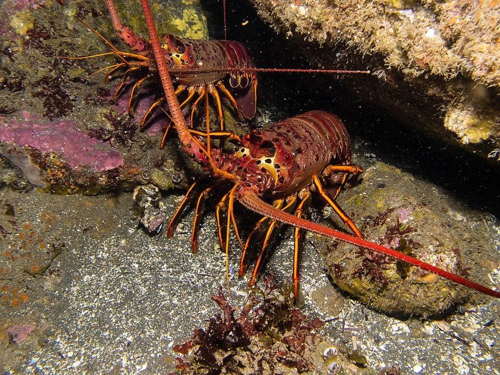 warm vs cold lobster tails
