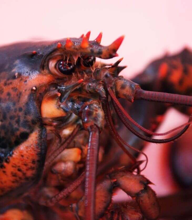 soft shelled lobsters
