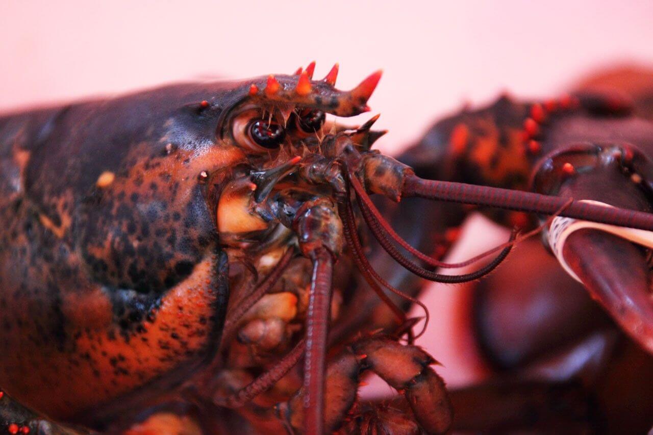 soft shelled lobsters