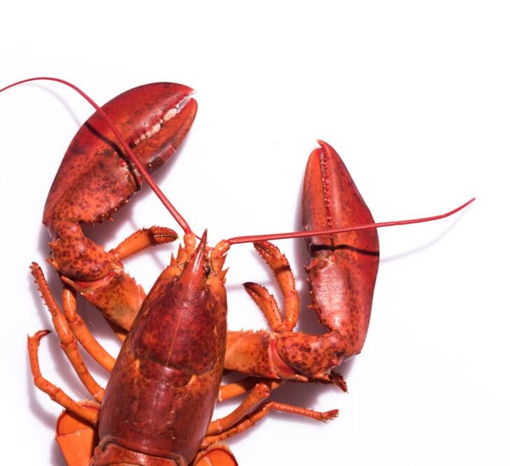 maine lobster