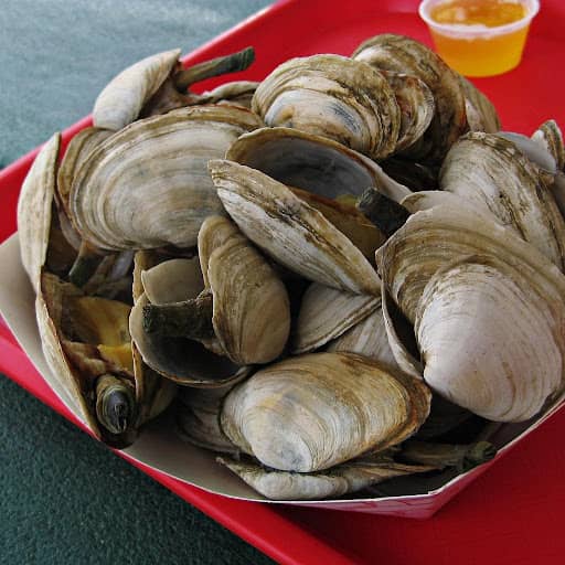 steamed clams steamed clams