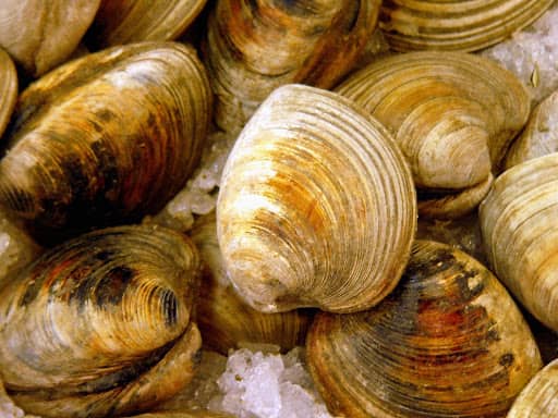 a bunch of clams