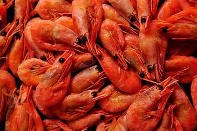 shrimp cooked and ready to eat