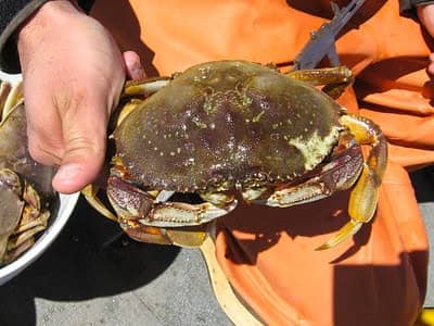 someone holding a live crab