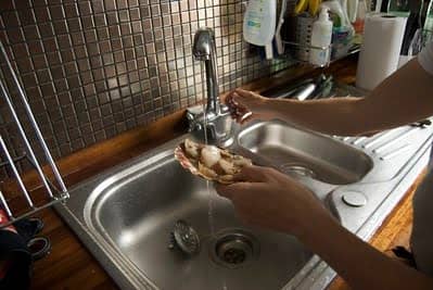 cleaning scallops in the sink