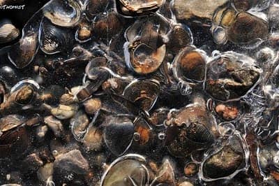 a bunch of mussels together in a pile