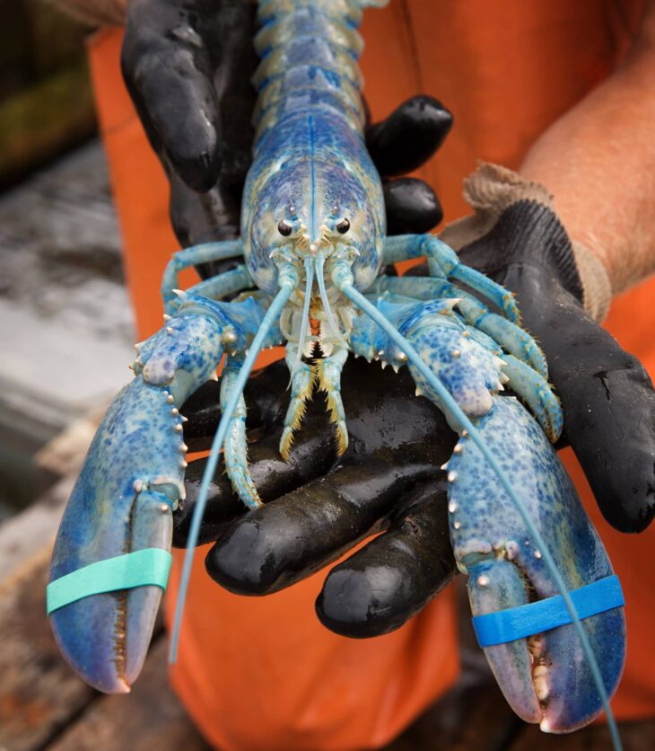 rare blue lobster