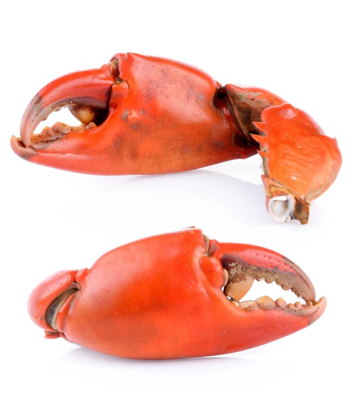 jonah crab claws