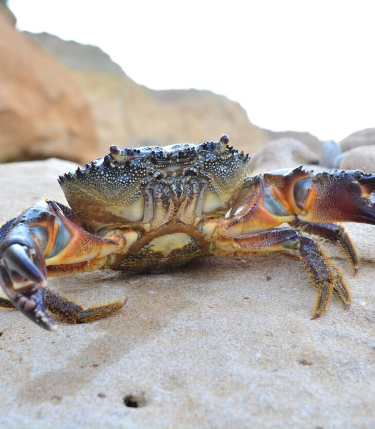 stone crab