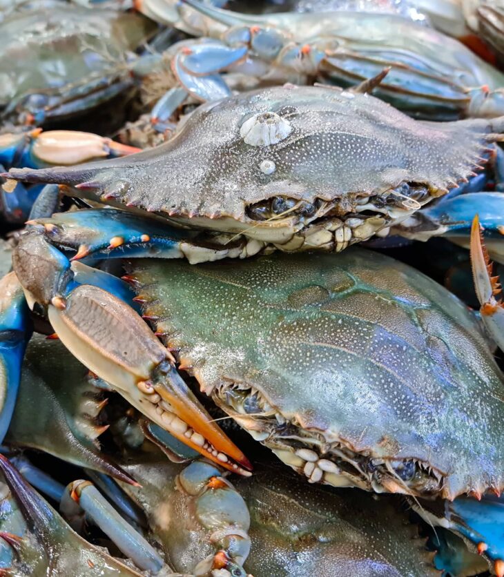 stone crab vs blue crab