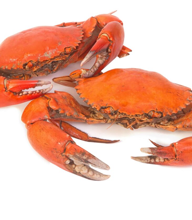 dungeness crabs