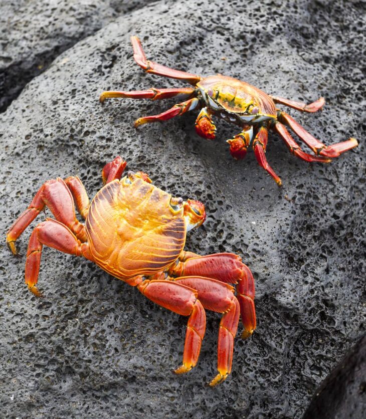 rock crab and stone crab